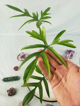 Load image into Gallery viewer, Philodendron Quercifolium, Exact Plant