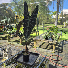 Load image into Gallery viewer, Alocasia Longiloba, Denudata, Exact Plant