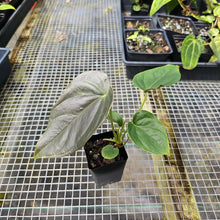 Load image into Gallery viewer, Anthurium Moodeanum, Exact Plant