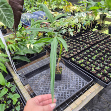 Load image into Gallery viewer, Philodendron Holtonianum 4" pot, Fedex 2day*