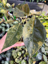 Load image into Gallery viewer, Alocasia Wentii Aurea variegated 2.5" pot, Fedex 2day*