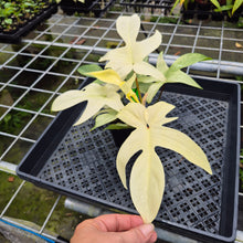Load image into Gallery viewer, Philodendron Florida Ghost, Exact Plant Ships Nationwide