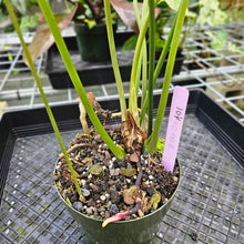 Load image into Gallery viewer, Anthurium Macrolobium, Exact Plant flowering XL