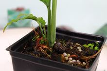 Load image into Gallery viewer, Monstera Obliqua Peru Exact Plant Ships nationwide