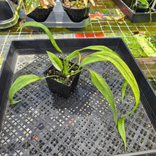 Load image into Gallery viewer, Anthurium Vittarifolium , Exact Plant Variegated Ships Nationwide
