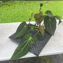 Load image into Gallery viewer, Anthurium Magnificum X AFF noid, exact plant, Fedex 2day*
