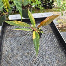 Load image into Gallery viewer, Philodendron Caramel Marble, Exact Plant Variegated Ships Nationwide