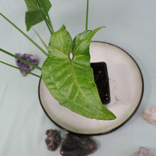 Load image into Gallery viewer, Syngonium Regina Red 4" pot, Fedex 2day*