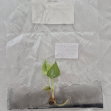 Load image into Gallery viewer, Anthurium Renaissance variegated tissue culture 2DayAir