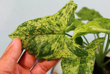 Load image into Gallery viewer, Variegated Syngonium Podophyllum Mojito Double plant Exact Plant