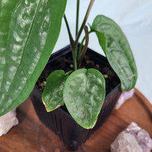 Load image into Gallery viewer, Anthurium Sp. Limon 4" pot, Fedex 2 day*