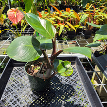 Load image into Gallery viewer, Philodendron White Knight Variegated exact plant, Fedex 2day*