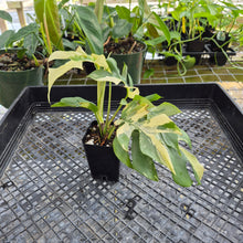 Load image into Gallery viewer, Rhaphidophora Tetrasperma Albo, Exact Plant Variegated Ships Nationwide