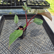 Load image into Gallery viewer, Philodendron Royal Queen 2.5" pot, Fedex 2day*
