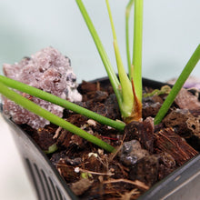 Load image into Gallery viewer, Anthurium Gracile Shipped Nationwide