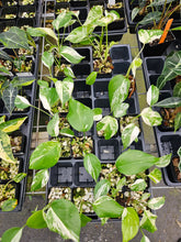 Load image into Gallery viewer, Monstera Borsigiana Albo Deliciosa Variegated 2.5" pot, Fedex 2day*