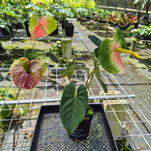 Load image into Gallery viewer, Anthurium Anuenue Obake bicolor, pink/ green, Exact Plant