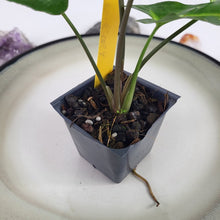 Load image into Gallery viewer, Syngonium Panda Variegated 2.5" pot, Fedex 2day*