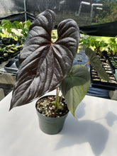 Load image into Gallery viewer, Anthurium Moodeanum, Exact Plant