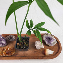 Load image into Gallery viewer, Monstera Subpinnata 2.5" Pot, Fedex 2 day*