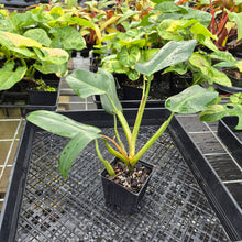 Load image into Gallery viewer, Philodendron Sagittifolium, Tuxtlanum Rubra, Exact Plant Ships Nationwide