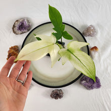 Load image into Gallery viewer, Philodendron Florida Ghost 2.5" pot, Fedex 2day*