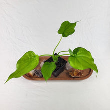 Load image into Gallery viewer, Alocasia Cucullata Variegated 4" pot, Fedex 2day*