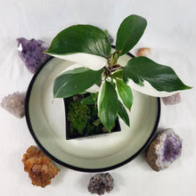 Load image into Gallery viewer, Philodendron White Knight Variegated 4" pot, Fedex 2day*