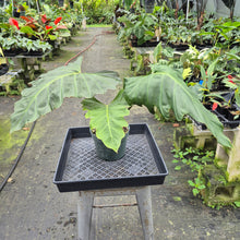 Load image into Gallery viewer, Philodendron Corsinianum exact plant, Fedex 2day*