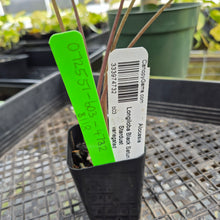Load image into Gallery viewer, Alocasia Longiloba Black Satun Stardust Variegated, Exact Plant Ships Nationwide