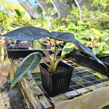 Load image into Gallery viewer, Alocasia Wentii Pink Splash Variegated 4" pot, Fedex 2day*
