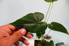Load image into Gallery viewer, Anthurium Decipiens, 4'' pot, Ships Nationwide