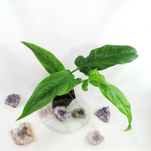 Load image into Gallery viewer, Philodendron Barrosoanum Narrow Form 4" pot, Fedex 2day*