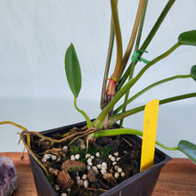 Load image into Gallery viewer, Philodendron Bernardopazii, Exact Plant