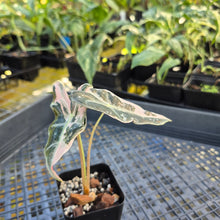 Load image into Gallery viewer, Alocasia nobilis pink Variegated Ships Nationwide