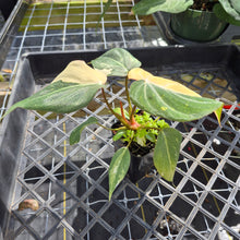 Load image into Gallery viewer, Philodendron Gloriosum variegated, Exact Plant Ships Nationwide