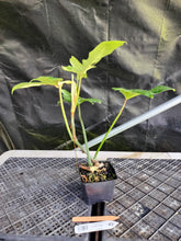 Load image into Gallery viewer, Philodendron Golden Dragon, Exact Plant Variegated Ships Nationwide