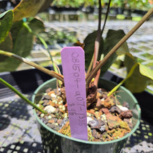 Load image into Gallery viewer, Anthurium Ace Of Spades X Papillilaminum exact plant, Fedex 2day*