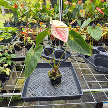 Load image into Gallery viewer, Anthurium Peppermint Splash, Shibori AFF, speckled , Exact Plant Ship Nationwide