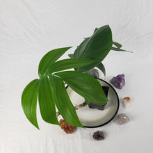 Load image into Gallery viewer, Rhaphidophora Decursiva, Exact Plant Dragon Tail Ships Nationwide