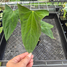 Load image into Gallery viewer, Anthurium Papillilaminum Fort Sherman X Ralph Lynam, Exact Plant Ships Nationwide