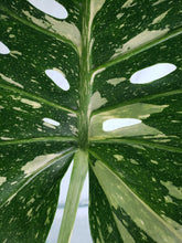 Load image into Gallery viewer, Thai Constellation, Exact Plant, variegated Monstera