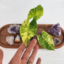 Load image into Gallery viewer, Alocasia Gageana Aurea Variegated 2.5" Pot, Fedex 2 day*