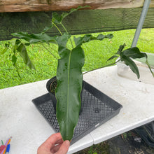 Load image into Gallery viewer, Philodendron Thaumatophyllum Goeldii X Selloum "African Fantasy, Exact Plant