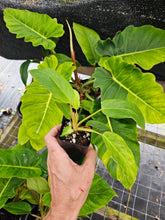 Load image into Gallery viewer, Philodendron Jungle Fever Mint Variegated 2.5" pot, Fedex 2day