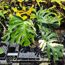 Load image into Gallery viewer, Monstera Borsigiana Albo Deliciosa, Exact Plant Variegated Ships Nationwide
