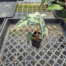 Load image into Gallery viewer, Alocasia polly snowflake pink variegated, Exact Plant Ships Nationwide.