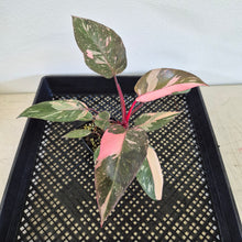 Load image into Gallery viewer, Philodendron Pink Princess Galaxy Variegated exact plant, Fedex 2day*