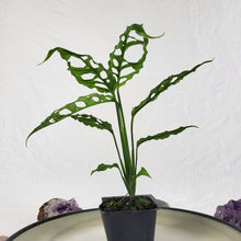 Load image into Gallery viewer, Monstera Obliqua Peru, Exact Plant Ships Nationwide