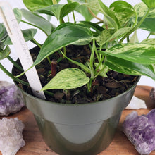 Load image into Gallery viewer, Philodendron Hederaceum, Heart Leaf, Exact Plant Variegated multi pot of 5 Ships Nationwide